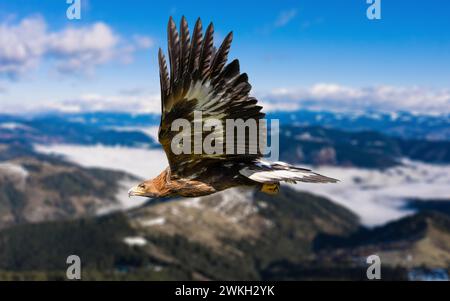 Golden eagle (Aquila chrysaetos) flying over a mountainous landscape Stock Photo