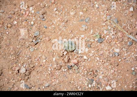 Trinitite Stock Photo