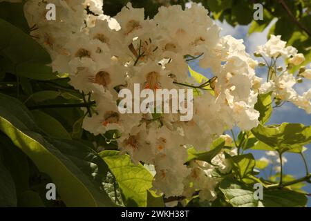 Catalpa Tree (Catalpa) white flowers and green leaves outside on a sunny day with blue sky in Montana Stock Photo