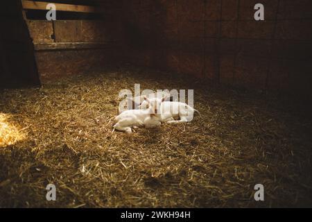 A white rabbit resting with small rabbits on straw bedding Stock Photo