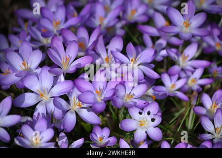 Purple crocus flowers with yellow centers and stamens on a bed Stock Photo