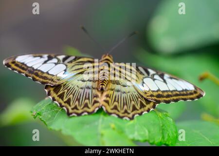 Parthenos sylvia commonly called Malaysian Blue Clipper Butterfly *** Parthenos sylvia, gemeinhin Blauer Klipperfalter genannt Copyright: xx Stock Photo