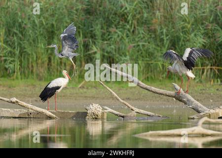 Two White Storks standing on a piece of wood, sunny day in autumn in Lower Austria Fischamend Austria Stock Photo