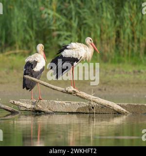 Two White Storks standing on a piece of wood, sunny day in autumn in Lower Austria Fischamend Austria Stock Photo