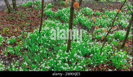 A spread of snowdrops in the woodland at East Carlton Country Park, Corby, England, on 18 February 2024. Stock Photo