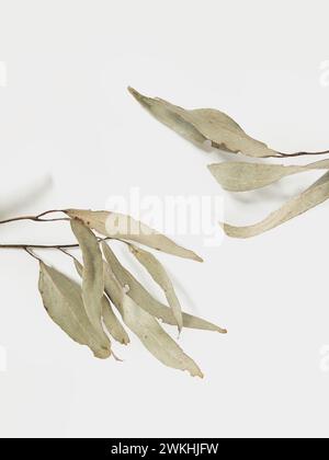 eucalyptus branch leaves with light background and shadows. Minimal style design on light grey background Stock Photo