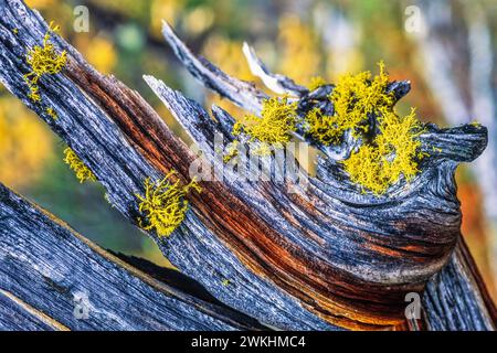 Toxic Wolf lichen growing on a old tree stump Stock Photo