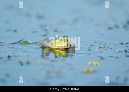 Marsh frog (Pelophylax ridibundus) (formerly Rana ridibunda) with vocal sacs inflated viewed in the Danube delta complex of lagoons water among vegeta Stock Photo