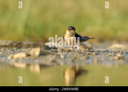 Red-rumped swallow (Cecropis daurica ) in warm light collecting mud for nest bulding from the edge of a puddle Stock Photo