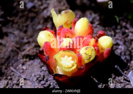 Flowers of Cytinus hypocistis, a parasitic plant of the Cistaceae Stock Photo