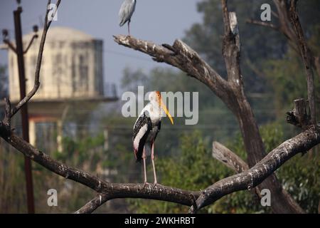 Painted storks in India Stock Photo