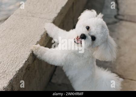 Cute Bichon Frise puppy walking on the embankment . Portrait of a little dog. Stock Photo