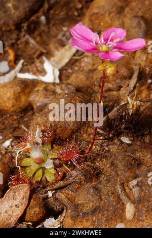 The beautiful pygmy sundew (Drosera pulchella) with pink flower, in natural habitat, Southwest Western Australia Stock Photo