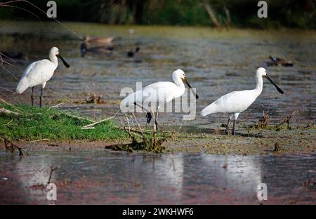 Spoonbills fishing in a lake in India Stock Photo - Alamy