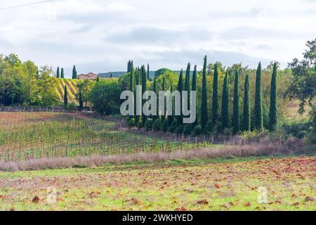 Scenic Tuscany countryside rural landscape in early autumn, Monteriggioni region, Tuscany, Italy. Colourful field in the foreground, cypress trees in Stock Photo