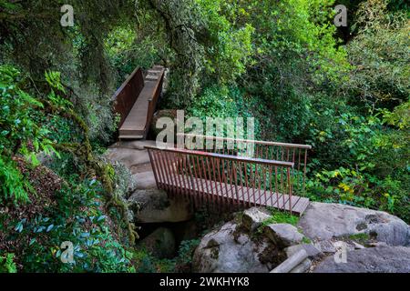 Picturesque path with footbridges over gaps between rocks in dense forest of Sintra Mountains. Scenic hiking trail from Sintra town to the Palace of P Stock Photo