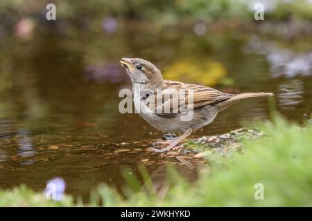 House sparrow Passer domesticus, juvenile drinking from garden pond, June. Stock Photo