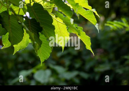 Kalpataru (Ficus religiosa), bodhi tree green leaves, selected focus. Natural background and wallpaper Stock Photo