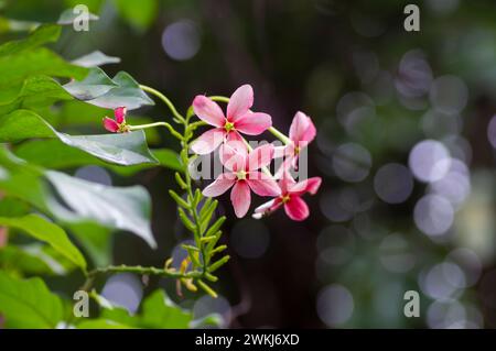 Blooming of Combretum indicum, Rangoon creeper flowers, with bokeh background. Stock Photo