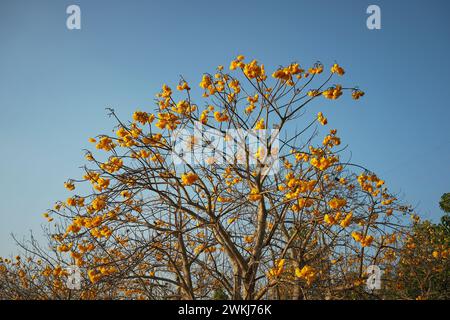 Cochlospermum regium ,Singha Park,Beautiful flower garden at Sing…