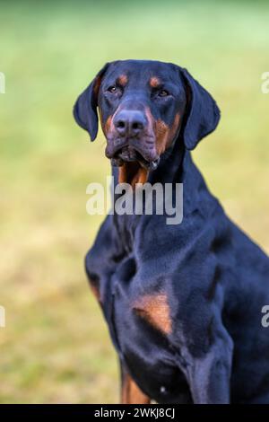 Portrait of a Doberman dog in field Stock Photo