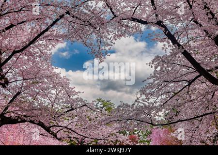 Beautiful heart shaped hole in the middle of vivid pink Cherry Blossom (Sakura) during spring Stock Photo