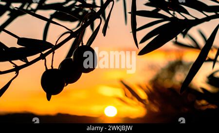 Fresh olives hanging on branches of an olive tree Stock Photo