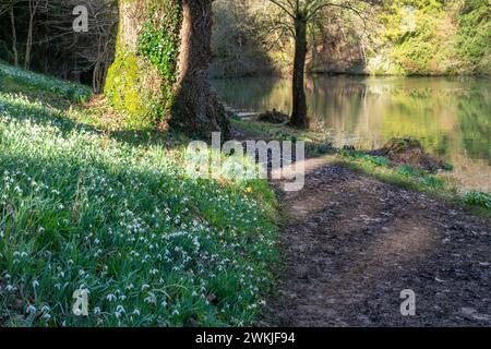 View of snowdrops beside the lake in Colesbourne Park, a country estate in Gloucestershire, England, UK, during February Stock Photo