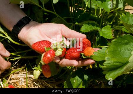 Erdbeerernte Stock Photo