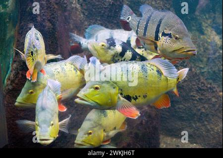 Butterfly peacock bass (Cichla ocellaris) is a fresh water carnivorous fish native to Amazon and Orinoco rivers. Stock Photo