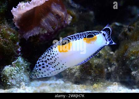Clown coris (Coris aygula) is a coral reef fish native to Indian and western Pacific Oceans. Juvenile specimen. Stock Photo