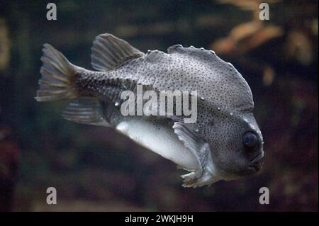 Lumpfish (Cyclopterus lumpus Stock Photo - Alamy