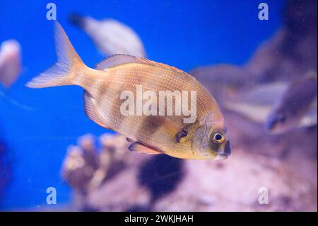 Zebra seabream (Diplodus cervinus) is a omnivorous marine fish native ...
