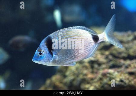Common two-banded sea bream (Diplodus vulgaris) is a marine fish native to Mediterranean Sea and northeastern Atlantic Ocean. Stock Photo