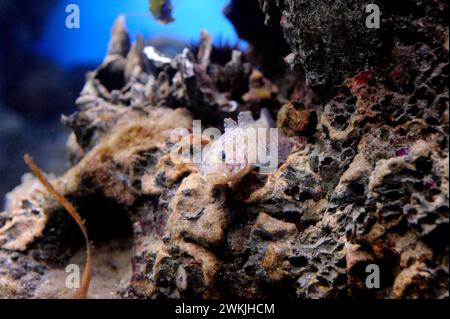 Bucchich's goby (Gobius bucchichi) is a marine omnivorous fish native to eastern Mediterranean Sea. Stock Photo