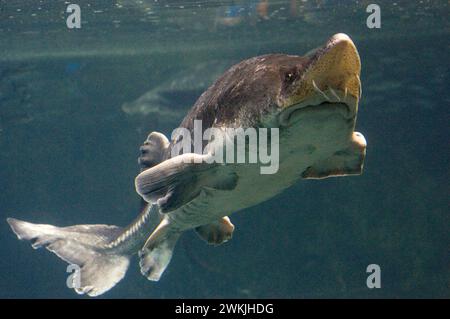 Beluga sturgeon (Huso huso) is a freswater and marine fish (euryhaline ...