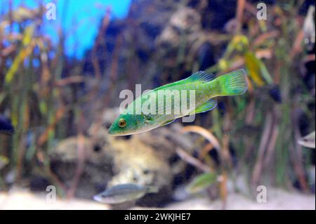 Green wrasse (Labrus viridis) is a carnivorous marine fish native to Mediterranean Sea and coastal of eastern Atlantic Ocean from Portugal to Morocco. Stock Photo