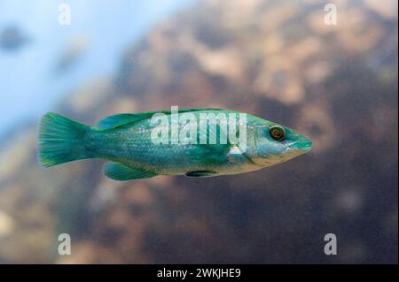 Green wrasse (Labrus viridis) is a carnivorous marine fish native to Mediterranean Sea and coastal of eastern Atlantic Ocean from Portugal to Morocco. Stock Photo