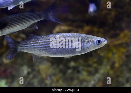 Golden grey mullet (Chelon aurata or Liza auratus) is a marine fish native to Mediterranean Sea and coastal of eastern Atlantic Ocean from Norway to M Stock Photo