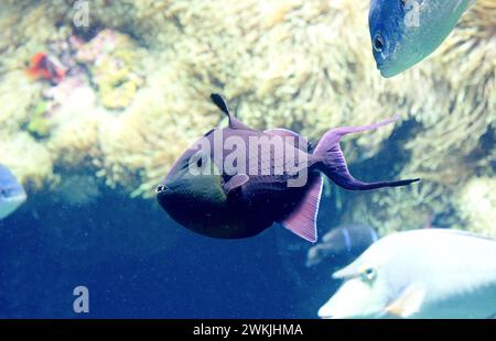 Redtoothed triggerfish (Odonus niger) is a marine fish native to tropical Indo-Pacific Ocean. Stock Photo