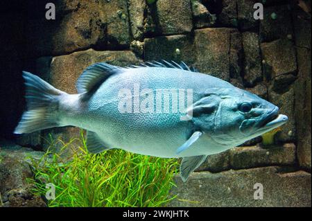Wreckfish or bass groper (Polyprion americanus) is a cosmopolitan marine fish. Stock Photo