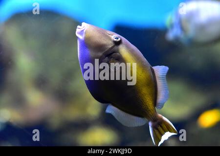 Bluethroat triggerfish (Sufflamen albicaudatus) is a marine fish native to western Indian Ocean. Stock Photo