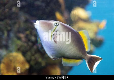 Bluethroat triggerfish (Sufflamen albicaudatus) is a marine fish native to western Indian Ocean. Stock Photo
