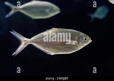 Pompano or silverfish (Trachinotus ovatus) is a marine fish native to ...