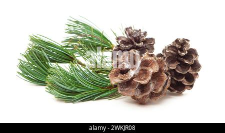 Christmas tree branches. Christmas composition fir tree branch with pine cone isolated for design. Can be used in wrapping paper, in greeting cards Stock Photo