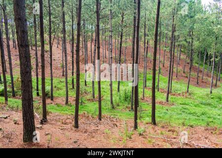 Pine plantation (Pinus sp.) with young thin trees in Sao Francisco de Paula - Serra Gaucha (South of Brazil) Stock Photo