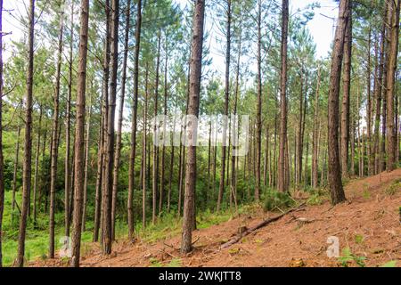 Pine plantation (Pinus sp.) with young thin trees in Sao Francisco de Paula - Serra Gaucha (South of Brazil) Stock Photo