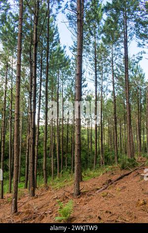 Pine plantation (Pinus sp.) with young thin trees in Sao Francisco de Paula - Serra Gaucha (South of Brazil) Stock Photo