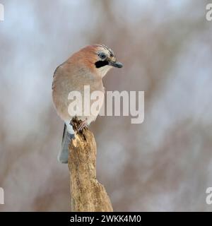Eurasian Jay ( Garrulus glandarius ), perched on top of an old rotten tree, watching around attentively, wildlife, Europe. Stock Photo