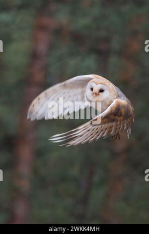 Barn Owl ( Tyto alba ) in energetic flight, flying, hunting at the edge of a forest, frontal view, detailed shot, Europe. Stock Photo